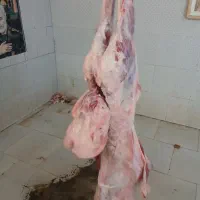 لاشه گوشت گوسفندی بره نرینه لذیز خوش پخت تضمینی