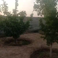 باغ