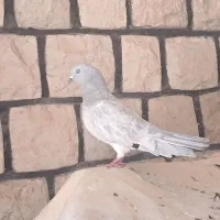کله سیا،صابونی.کاشانی