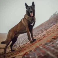 سگ مالینویز بلژیکی حرفه‌ای