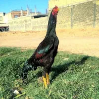خروس لاری اوشامو وارداتی