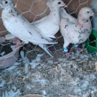 هفرنگ|پرنده|سبزوار, مدرس|دیوار