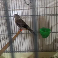 جوجه سهره قناری