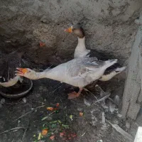 قاز  سه عدد