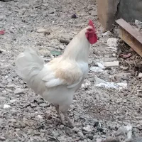 خروس سفید