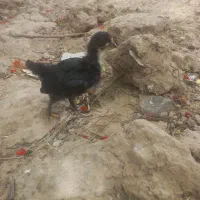 جوجه|حیوانات مزرعه|رشتخوار, |دیوار