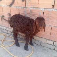 بره شیری ماده خوراک خور