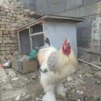 پرنده