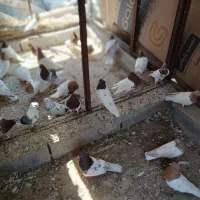 جوجه کفتر فروشی
