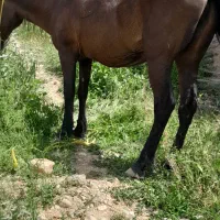 اسب|اسب و تجهیزات اسب‌سواری|بجنورد, |دیوار
