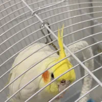 عروس هلندی گمشده