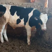 دوتاگوساله نرچاق داشتی کشتاری دوتاکیلو۶۰۰ه کم شکم