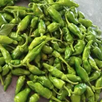 بیور .فلفل همدان .شیرین و ریز