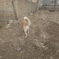 سگ پاکستانی|سگ|الشتر, |دیوار