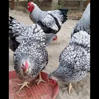 ۲عدد خروس ویاندوت سیلور ویاندوت