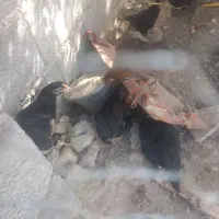 فروش جوجه محلی