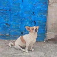سگ پاکوتاه جک راسل واکسن خورده