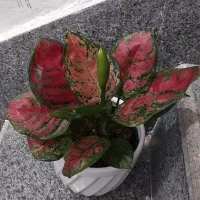 آگلونما پینک. فیکوس سبز فقط ۳۰۰