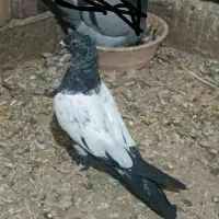 کبوتر|پرنده|میاندوآب, |دیوار