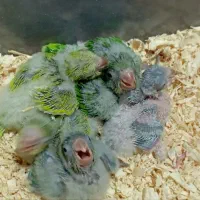 راهب سرلاکی