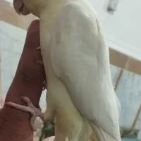 عروس هلندی فول دستی و رام