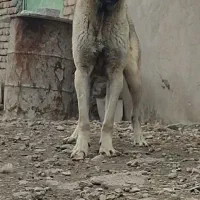 ماده سرابی دمه فحل