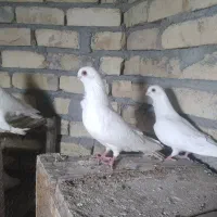 سینه فر