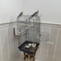 سلام یک جفت عروس هلندی