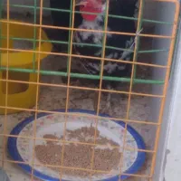 مرغ وخروس