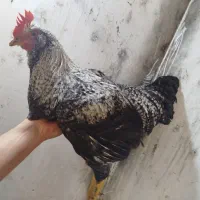 خروس