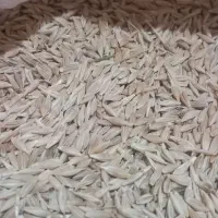 جو گندم دانه