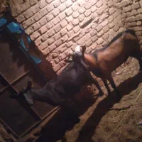 گوسفند نر