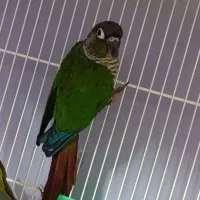 گرینچیک جفت