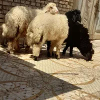 گوسفند