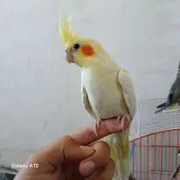 عروس هلندی