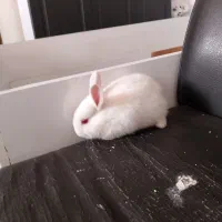 خرگوش سفید چشم قرمز