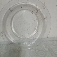 غذا خوری