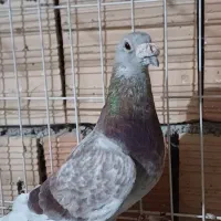 کبوتر