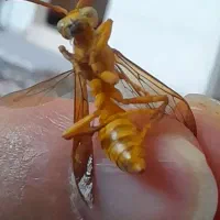 شماره تلفن فروشی ۰۹۱۳