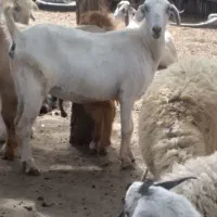 بز فروشی منوجان