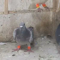 کفتر|پرنده|مشهد, ایثارگران|دیوار
