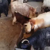 ۶بز و بزغاله