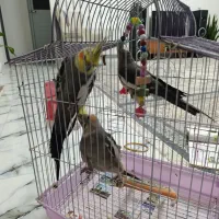 پرنده