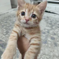 واگذاری بچه گربه dsh رایگان