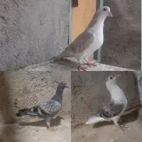کفتر ساده مگسی پولکی