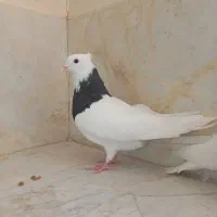 نر واکسی شیش دانگ