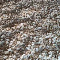 موسیر خشک