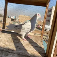 دمگیر سرور