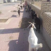 7عدد تیشتر ماده جوان بر خورده با3تا نر فروشی کلن10