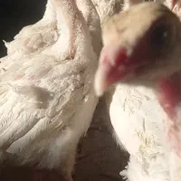 جوجه بوقلمون بیوتی 6 فوق سنگین